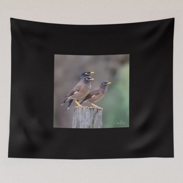 Item preview, Myna Trio designed and sold by CathsImages.