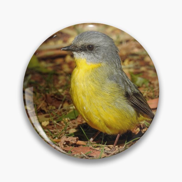 Item preview, Eastern Yellow Robin designed and sold by CathsImages.