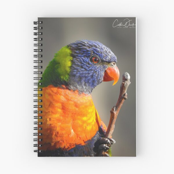 Item preview, Rainbow Lorikeet designed and sold by CathsImages.