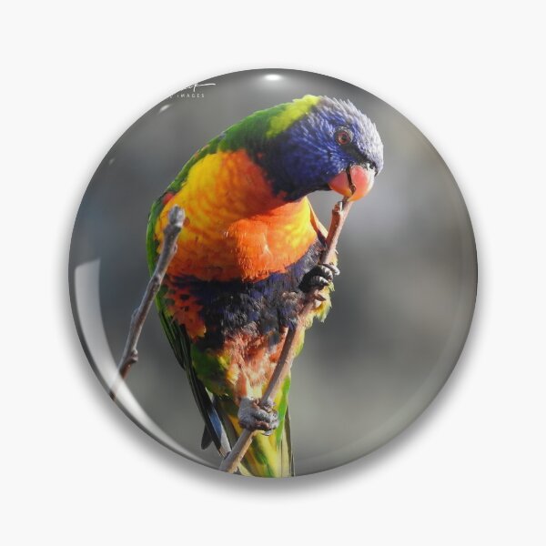 Item preview, Darn seed..got stuck in between my beak designed and sold by CathsImages.