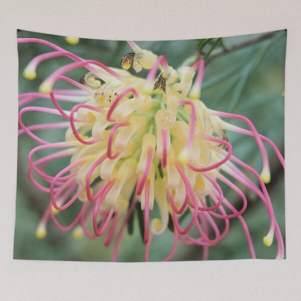 Item preview, Grevillea Winpara Gold designed and sold by Margaret Stevens.