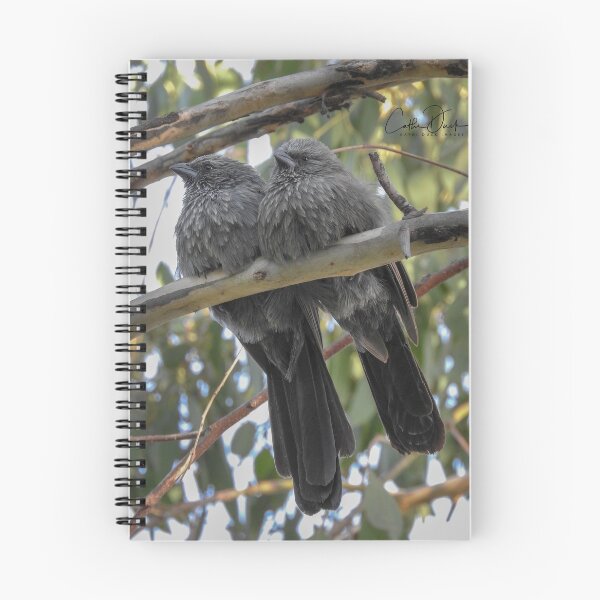 Item preview, Apostle Birds designed and sold by CathsImages.