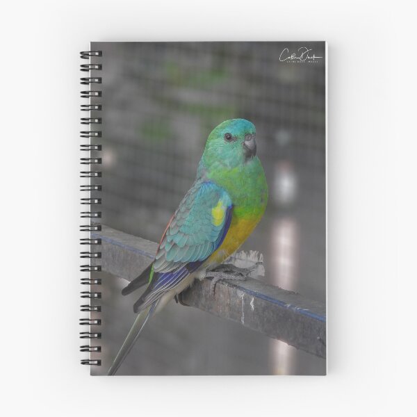 Item preview, Red Rumped Parrot designed and sold by CathsImages.