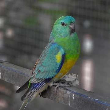 Artwork thumbnail, Red Rumped Parrot by CathsImages