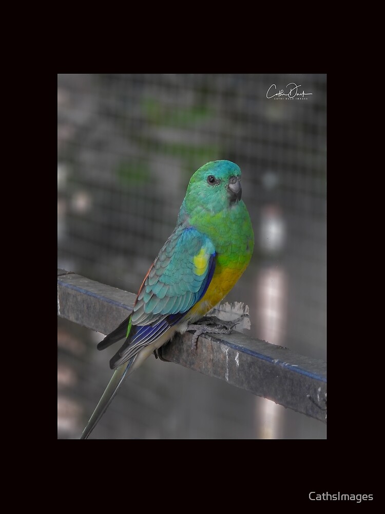 Thumbnail 3 of 3, Scarf, Red Rumped Parrot designed and sold by CathsImages.