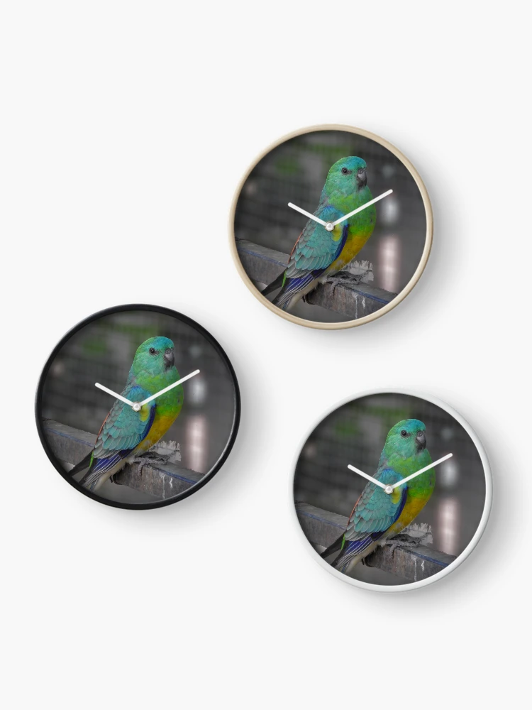 Thumbnail 3 of 4, Clock, Red Rumped Parrot designed and sold by CathsImages.