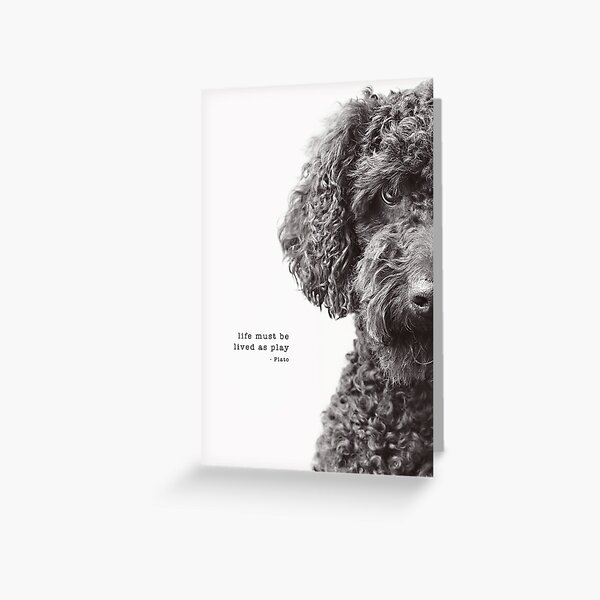 Labradoodle Greeting Cards Redbubble