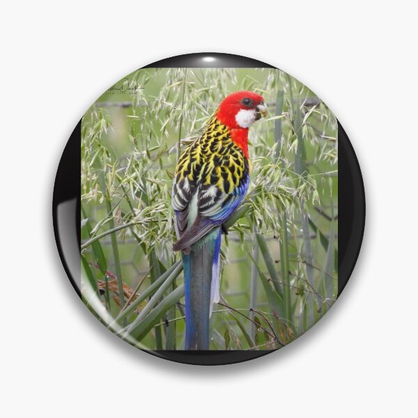 Item preview, Eastern Rosella designed and sold by CathsImages.