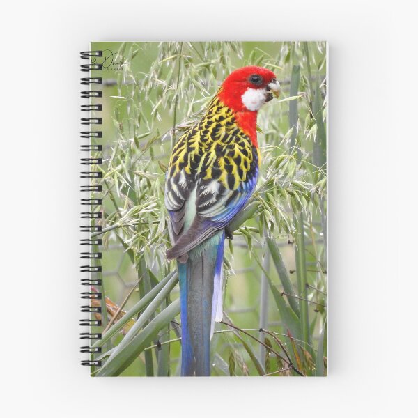Item preview, Eastern Rosella designed and sold by CathsImages.