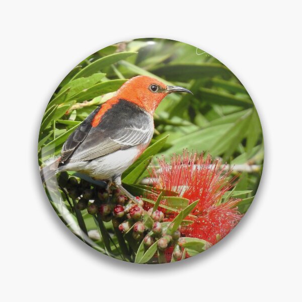 Item preview, Scarlet Honeyeater designed and sold by CathsImages.