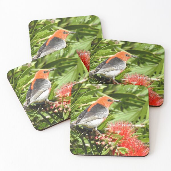 Item preview, Scarlet Honeyeater designed and sold by CathsImages.