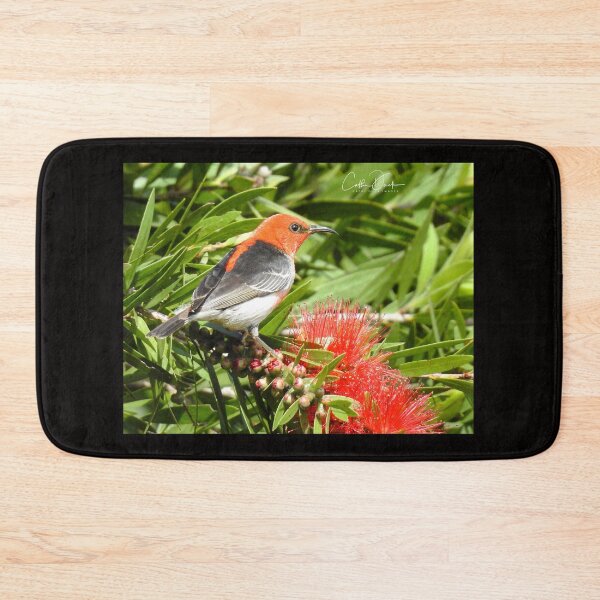 Item preview, Scarlet Honeyeater designed and sold by CathsImages.