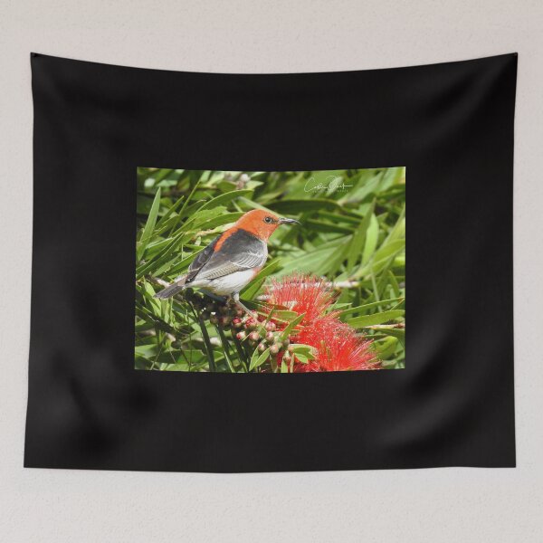 Item preview, Scarlet Honeyeater designed and sold by CathsImages.