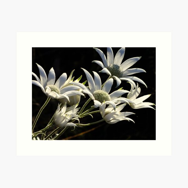 Item preview, Australian Flannel Flower designed and sold by Gabrielle  Lees.