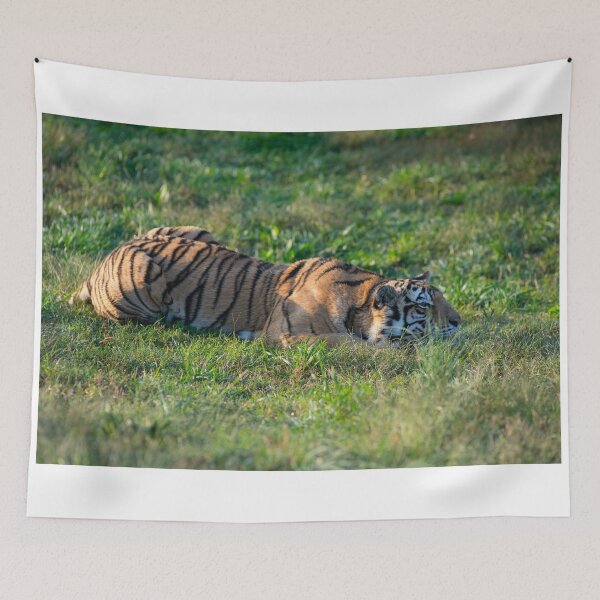 Item preview, Siberian Tiger crouching in the grass designed and sold by oz10.