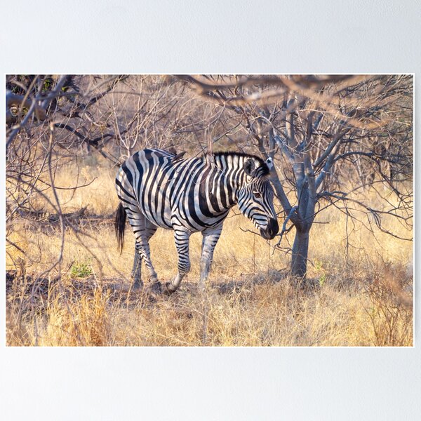 Item preview, Zebra in the Bush designed and sold by SafariByMarisa.