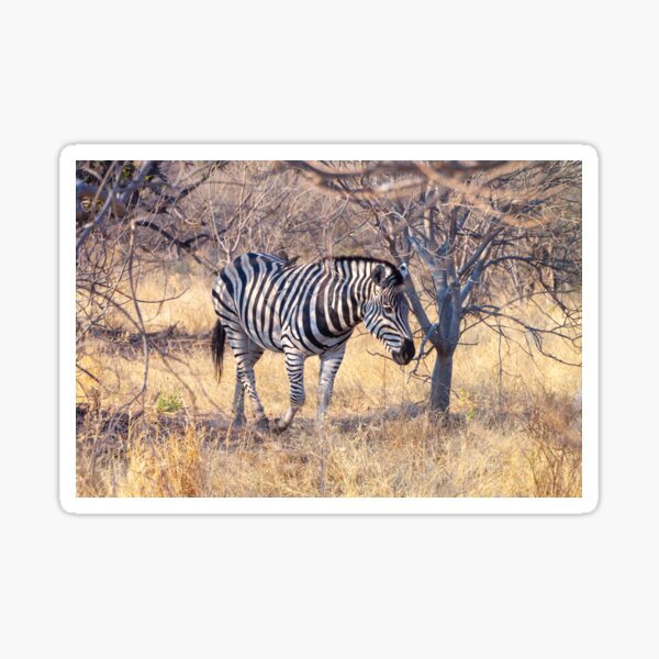 Zebra in the Bush Sticker