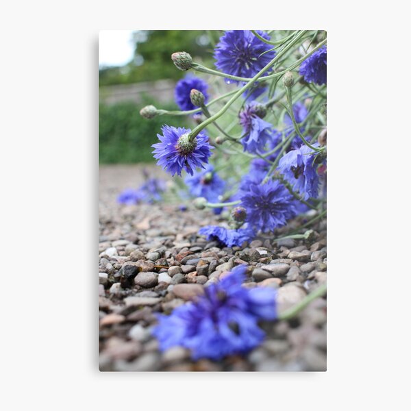 Garden Blooms Metal Print