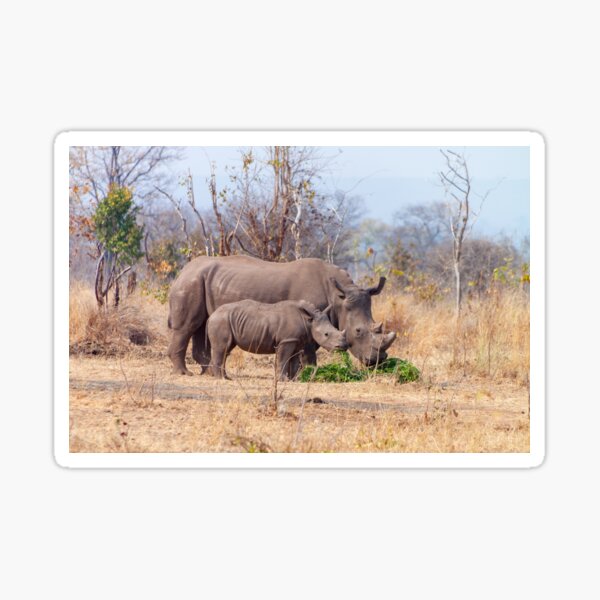 Rhino Mom and Baby Sticker