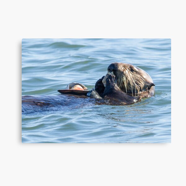 Sea otter dining club Canvas Print