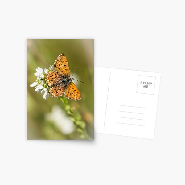 Purplish Copper Postcard