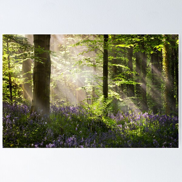 Bluebell Light Poster