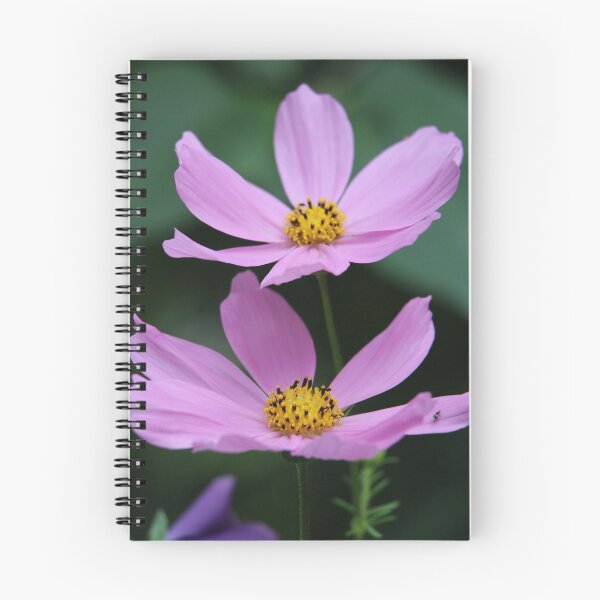 Item preview, Two pink cosmos flowers designed and sold by HappyThoughts85.