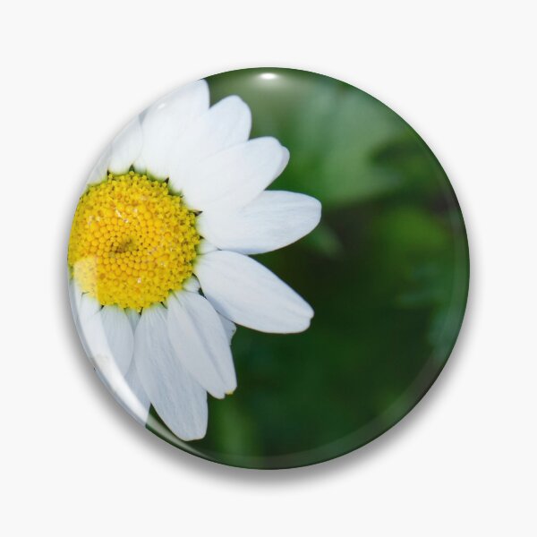 Item preview, Chysanthemum designed and sold by Allport Photography.