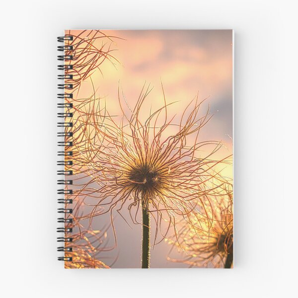 Item preview, Pasqueflower Progression designed and sold by mahnkephotos.