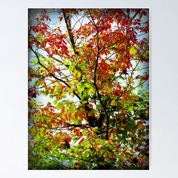 Item preview, Autumn Leaves designed and sold by dahlymama.