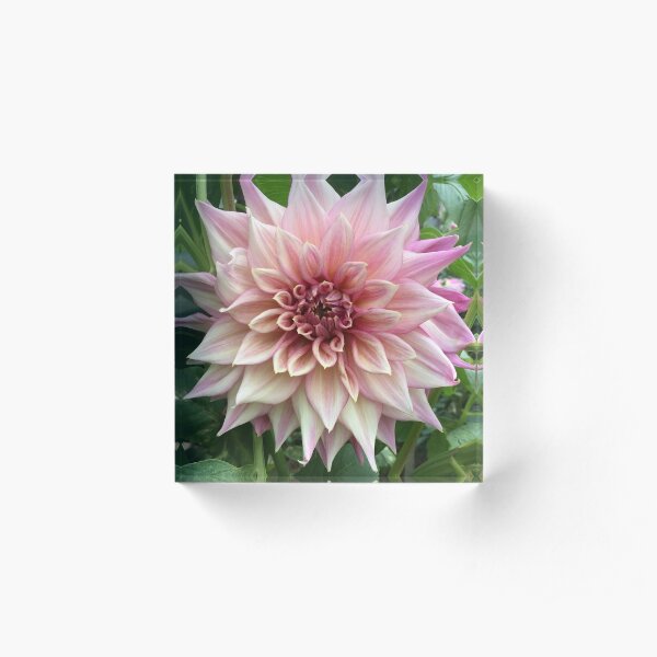 Purple & White Dahlia Flower of Ripponlea Acrylic Block