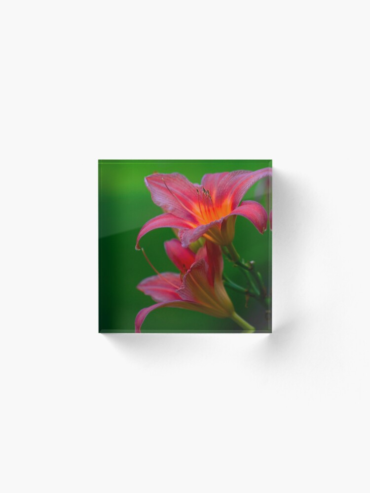Alternate view of The beloved Lily by Yannis Lobaina Acrylic Block