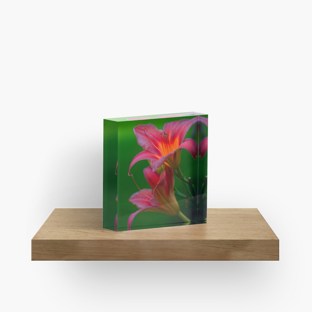 The beloved Lily by Yannis Lobaina Acrylic Block