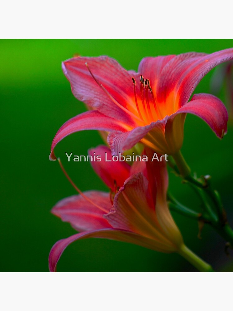 The beloved Lily by Yannis Lobaina by lobaina1979