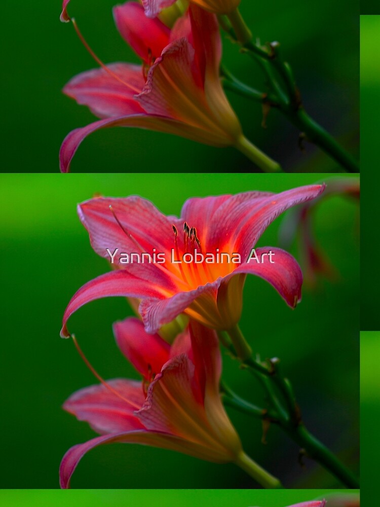 The beloved Lily by Yannis Lobaina by lobaina1979