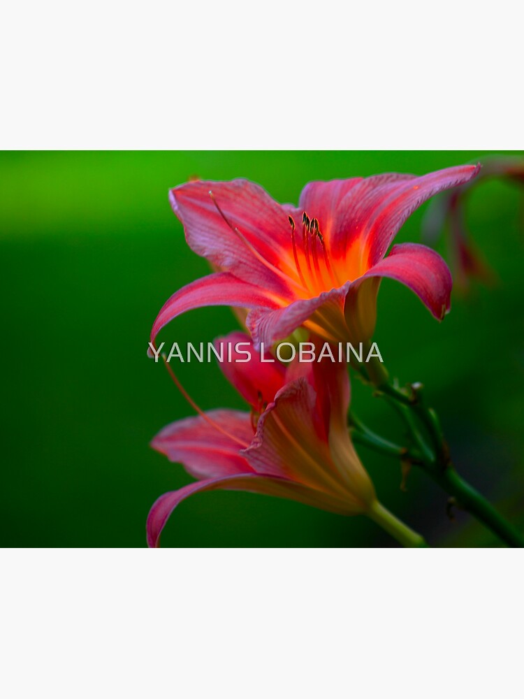 The beloved Lily by Yannis Lobaina by lobaina1979