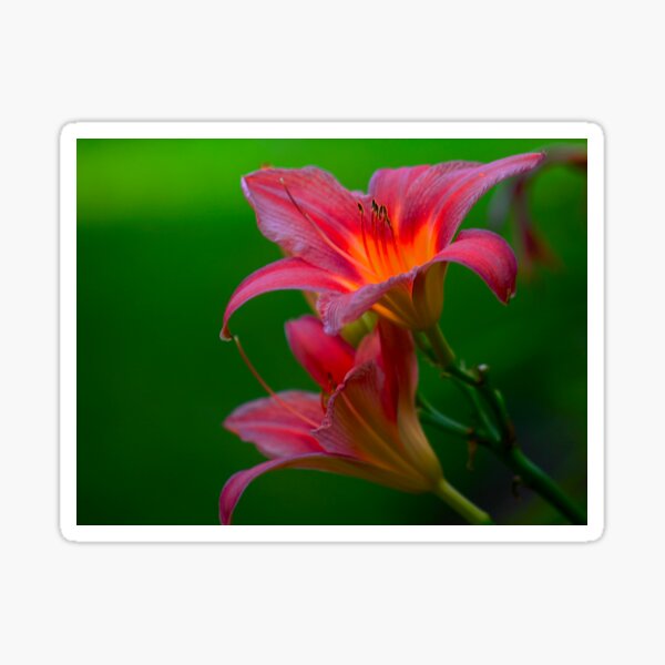 The beloved Lily by Yannis Lobaina Sticker