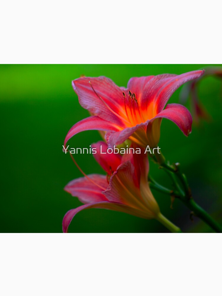 The beloved Lily by Yannis Lobaina by lobaina1979