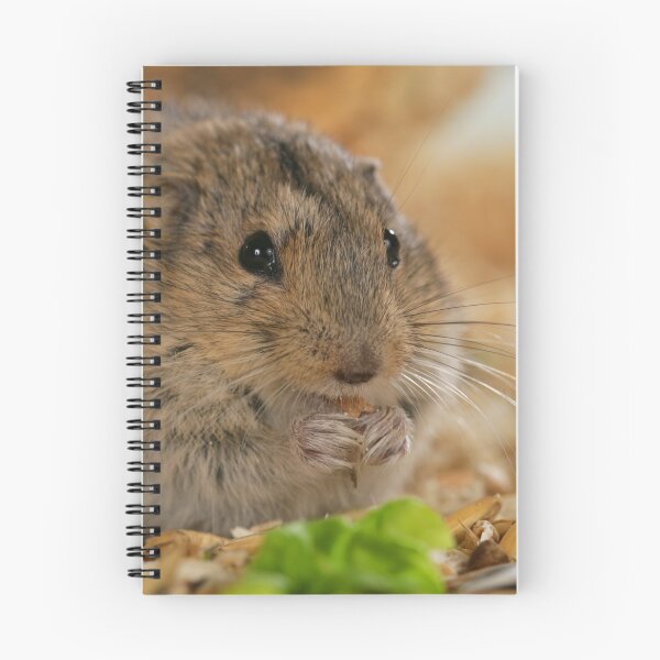 Item preview, Cute dwarf lemming eats sunflower seeds designed and sold by Toffy2222.