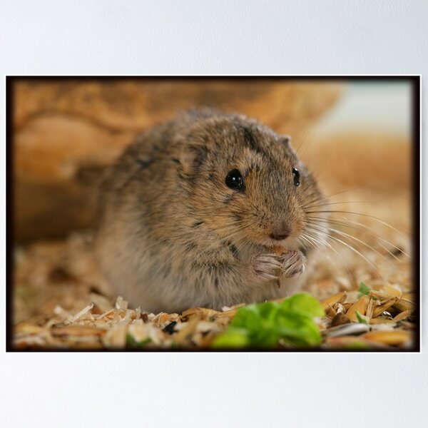 Lemming - Animal Facts for Kids - Characteristics & Pictures