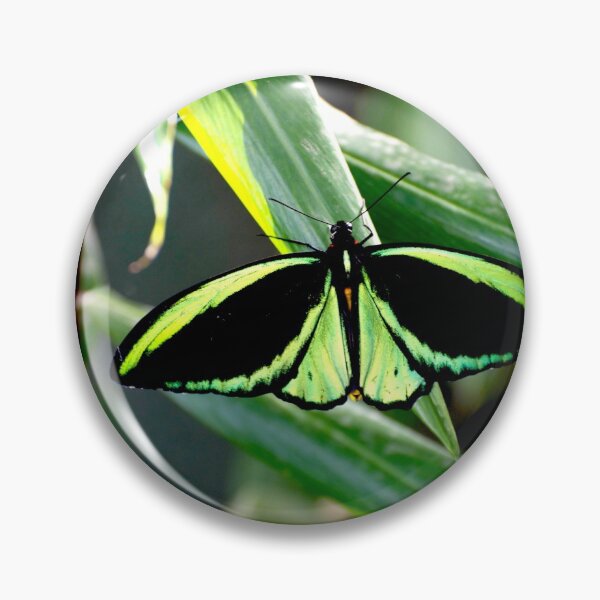 Item preview, Cairns Birdwing designed and sold by GP1746.