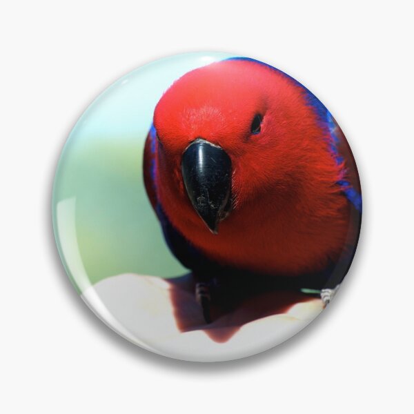 Item preview, Eclectus Parrot - female designed and sold by GP1746.