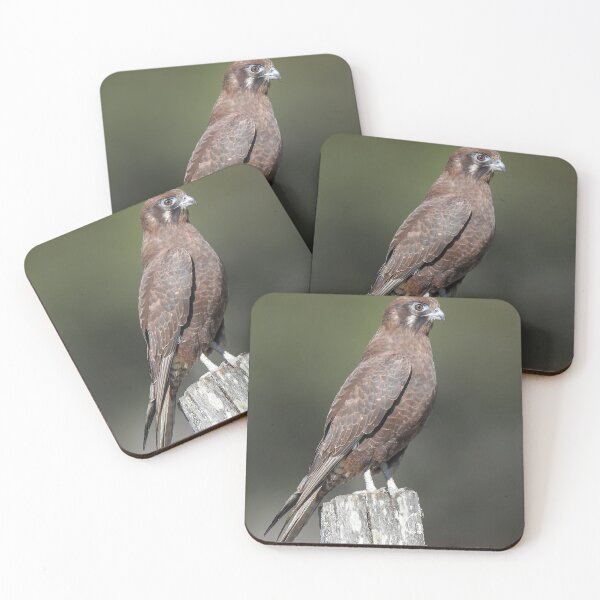 Item preview, Brown Falcon designed and sold by CathsImages.