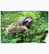 Brown-throated Three-toed Sloth Poster