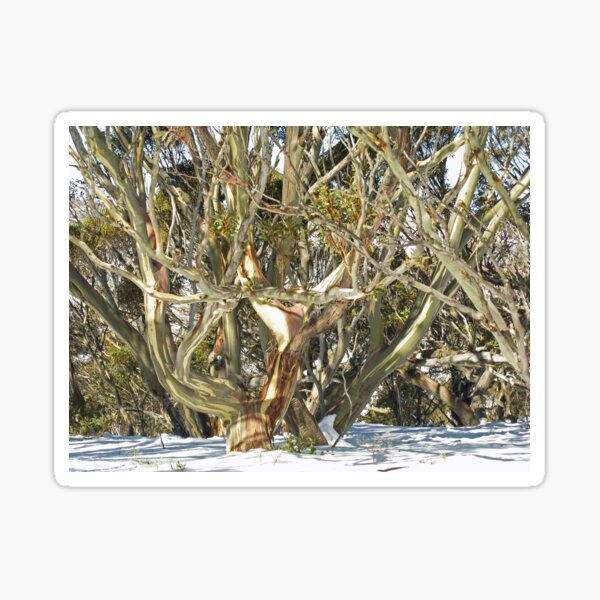 Colours of an entwined Snow Gum Sticker