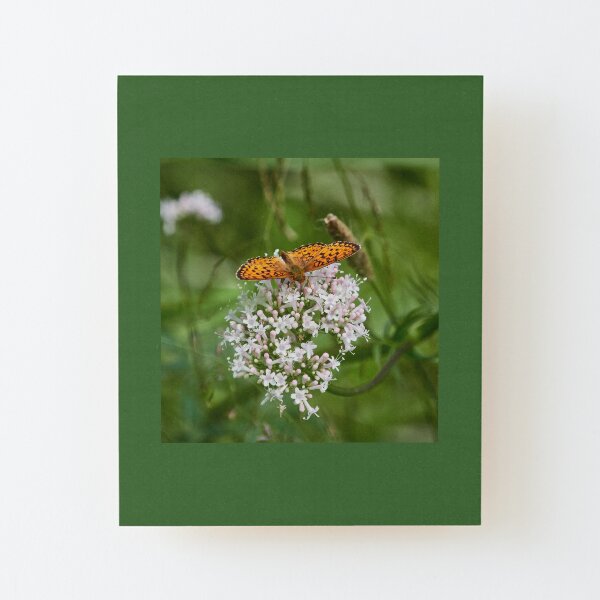High brown fritillary Wood Mounted Print