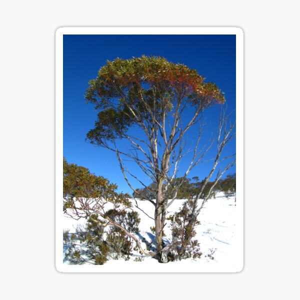 Item preview, Snow Gum - Kosciuszko National Park designed and sold by Marilyn Harris.