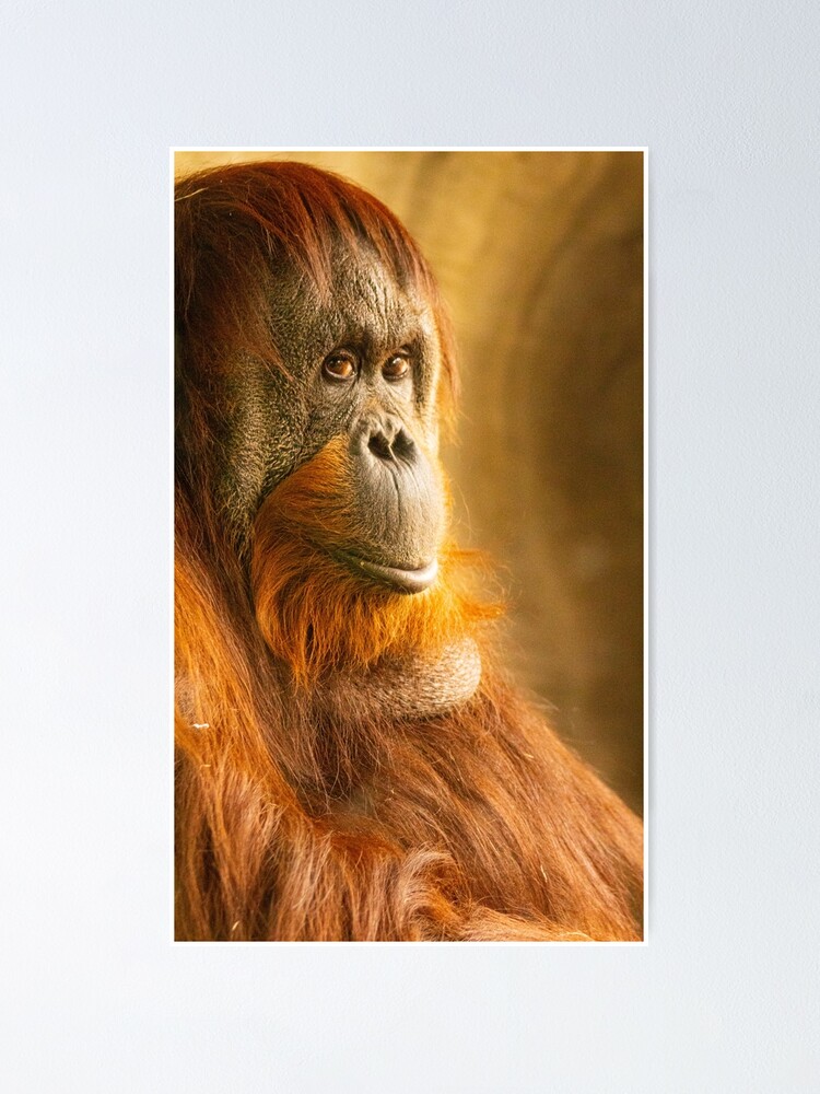  Orangutan Poster  by sonja photos Redbubble