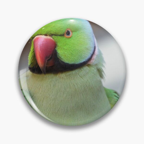 Item preview, Rose-ringed Parakeet  designed and sold by hendrikspix.