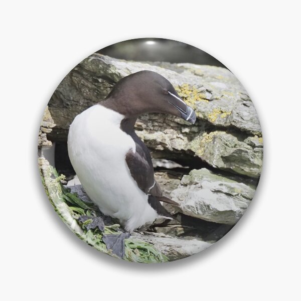 Item preview, A beautiful razorbill at Cantick Head Lighthouse on the beautiful Orkney island of Hoy in Scotland  designed and sold by Alan Mackinnon.